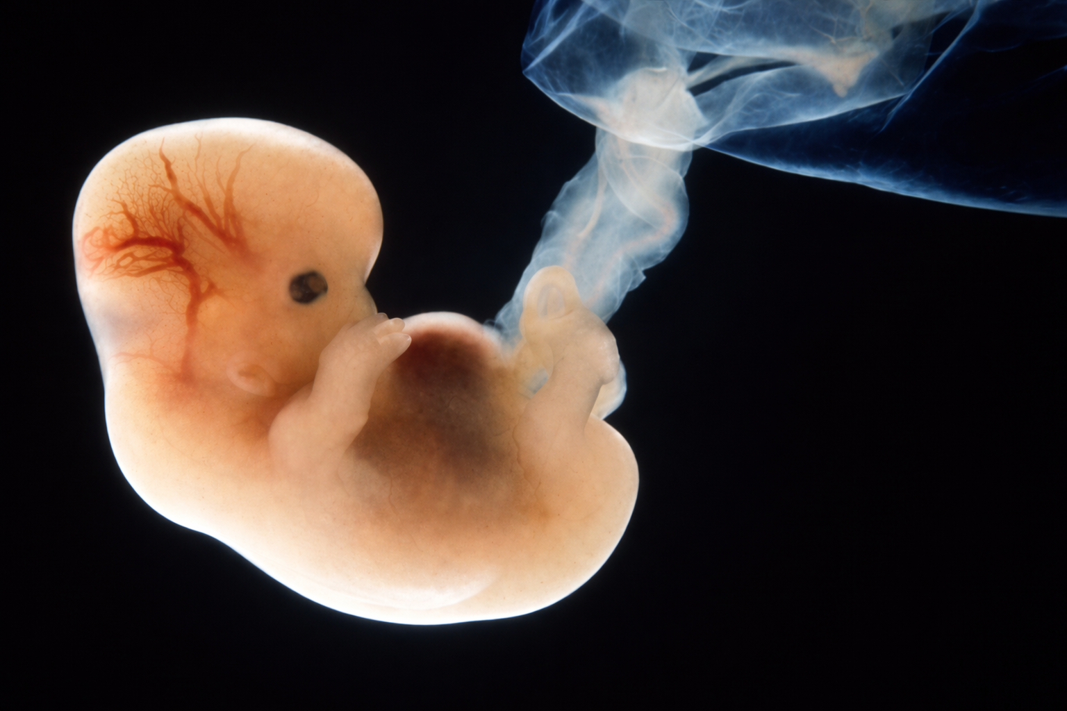 मानव रचना का विज्ञान: मिट्टी से जन्म तक (The Science of Human Creation: From Clay to Birth)