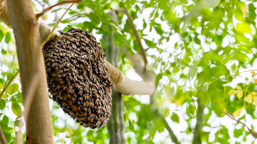 remove beehive in tree scaled.jpg